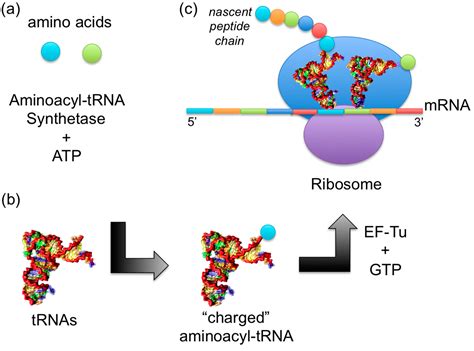 aa trna synthetase|aminoacyl trna synthetases.